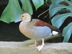 ringed teal duck near plants close up