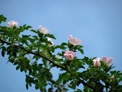 pink flowers on a big green branch