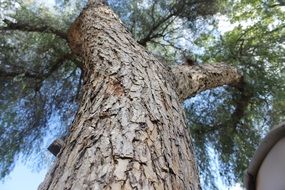 growing high tree in the forest