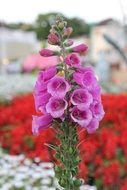 Pink foxglove flowers