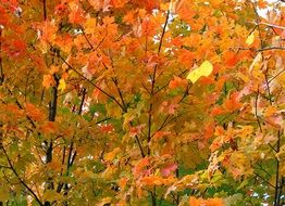 A lot of the beautiful and colorful leaves on the trees in autumn
