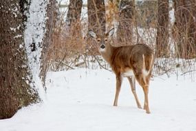 male white tailed deer in winter forest