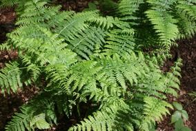 green fern leaves in a forest