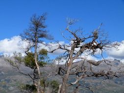 tree with curly branches mountain scene