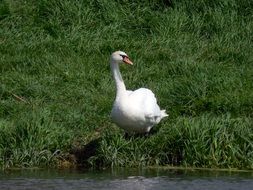 White swan near a river