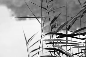 cane at water close up