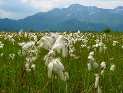 cottongrass meadow