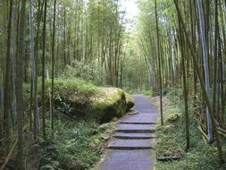 taiwan bamboo forest