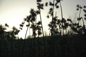 dark silhouettes plant against the sky