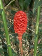 exotic flower in the jungle of central america