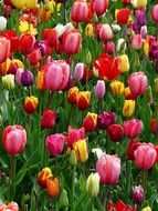 colorful tulips in grass
