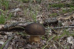 porcini mushroom in autumn