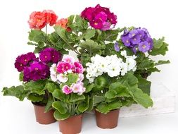 colorful flowers in a pots