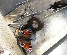 peacock butterfly on the wooden wall