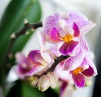 purple-white orchid on the windowsill close-up on blurred background