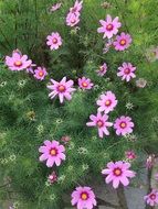 Beautiful pink flowers among the green plants