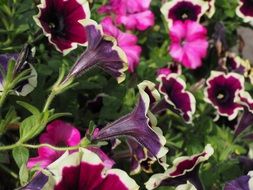 petunia flowers in the garden