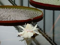 White water lily in the pond