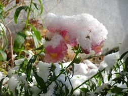 snow on a pink flower
