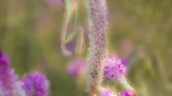 mantis upside down on wild flower