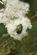 Flower chafer, cetonia close up