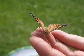 butterfly on hand