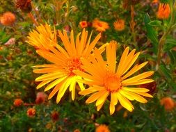 orange heroes in the garden