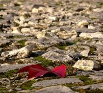 Red autumn leaf on a ground