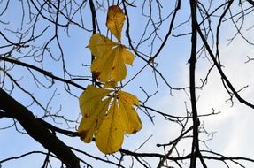 delicate and beautiful leaves