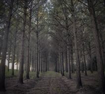 neat rows of pine trees