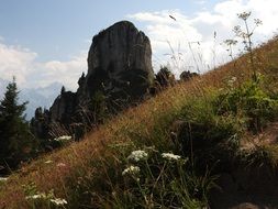 wilderness on the mountainside