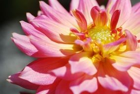macro photo of pink lotus thailand