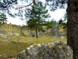 tree in a stone quarry