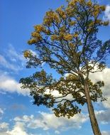 tree with lush crowns against the blue sky