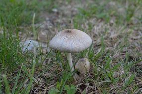 fungus prairie in grass