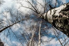 birch in winter