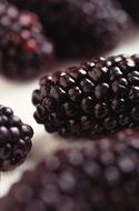 glossy blackberries