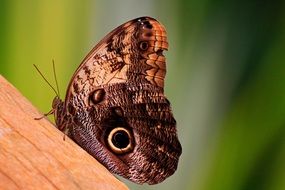 brown butterfly on a wooden beam