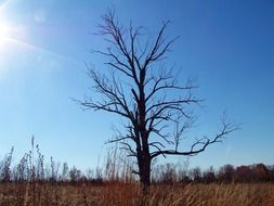 lonely dry tree in autumn field
