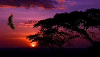 extraordinarily beautiful african sunset