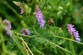 Bee on the bird vetch