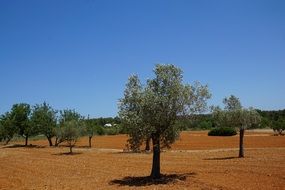 olive oil plantation