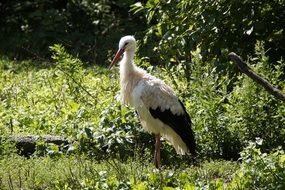 stork in wildlife