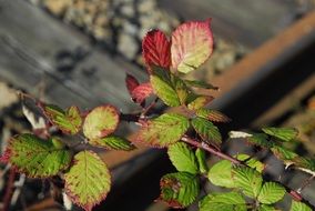 colorful blackberry hedge clloseup