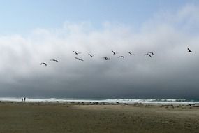 pelican birds over the beach