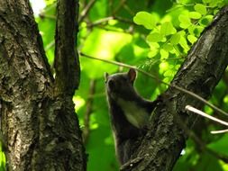 squirrel on a tree in a forest in spring