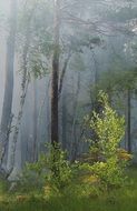 hazard reduction burning, smoke in forest, sweden, styggkÃ¤rret