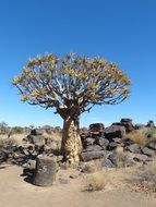 tree quiver in namibia