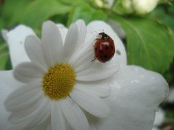 Ladybug on the white and yellow flower