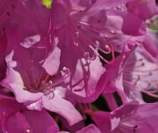 bright pink rhododendron flower